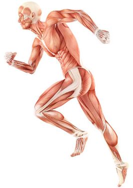 A neuromusculáris értékcsökkenés megsértése