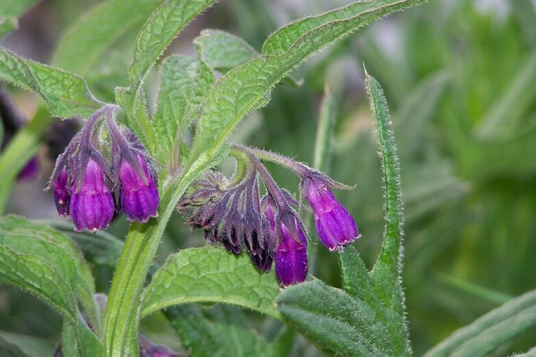 comfrey a nyaki osteochondrosis kezelésére
