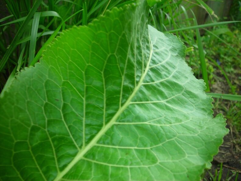 torma a nyaki osteochondrosisra