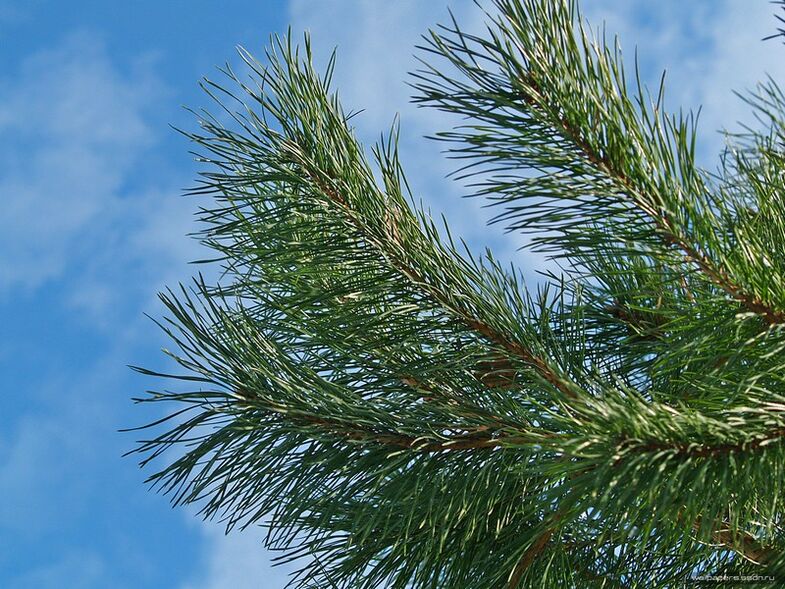 tűk a nyaki osteochondrosis kezelésére